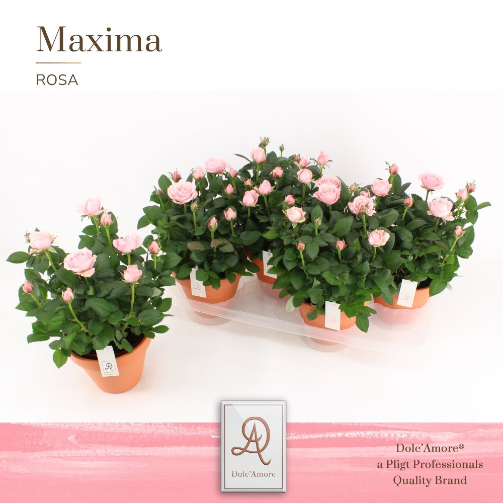 Potroos Infinity Princess P14 Dolc'Amore® Terracotta Keramiek, D 14