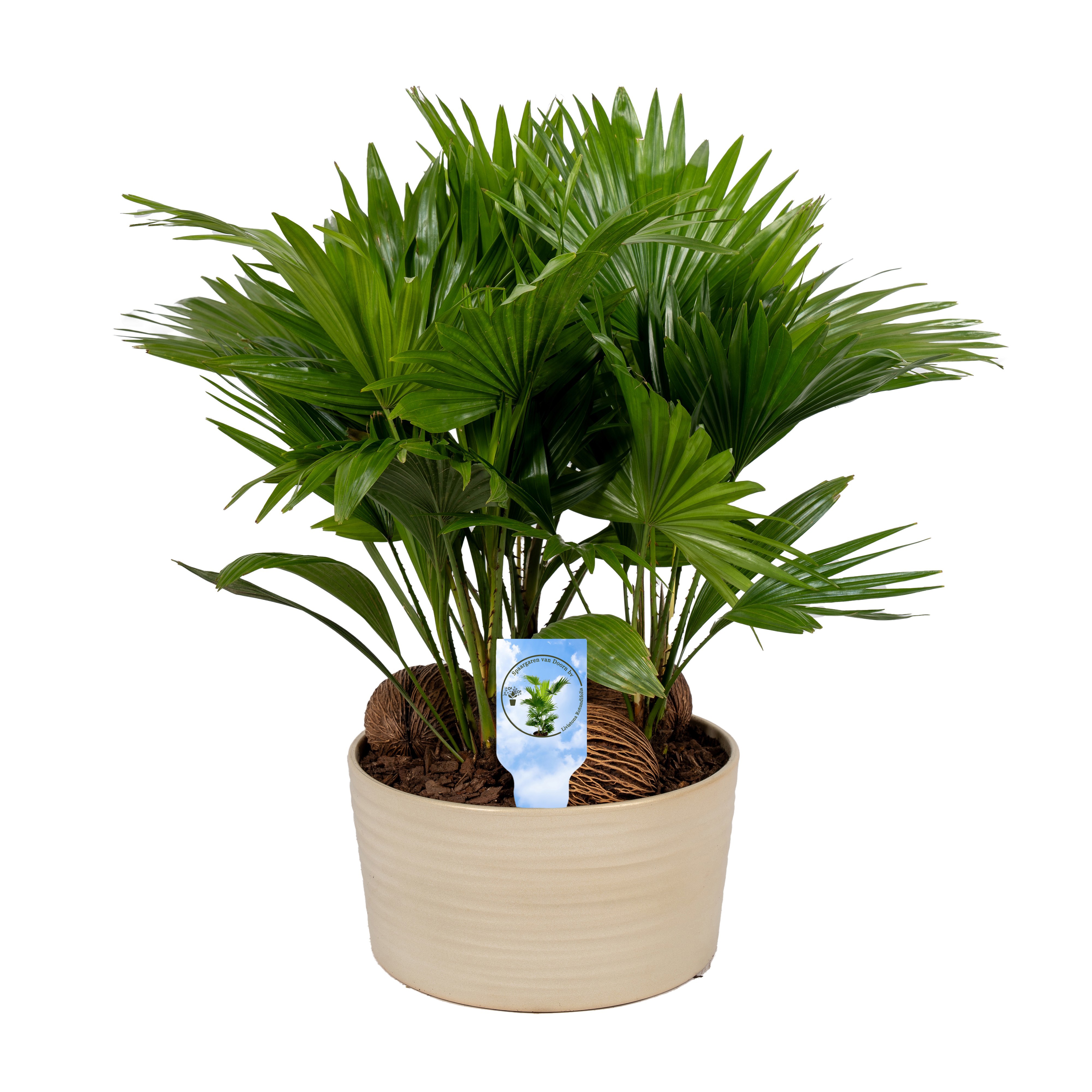 Livistona in Andorra 3 pp Pearl white Lucht Zuiverend, D 26