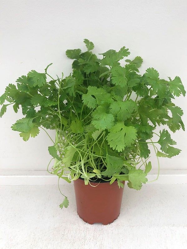 CORIANDRUM SATIVUM, D 11