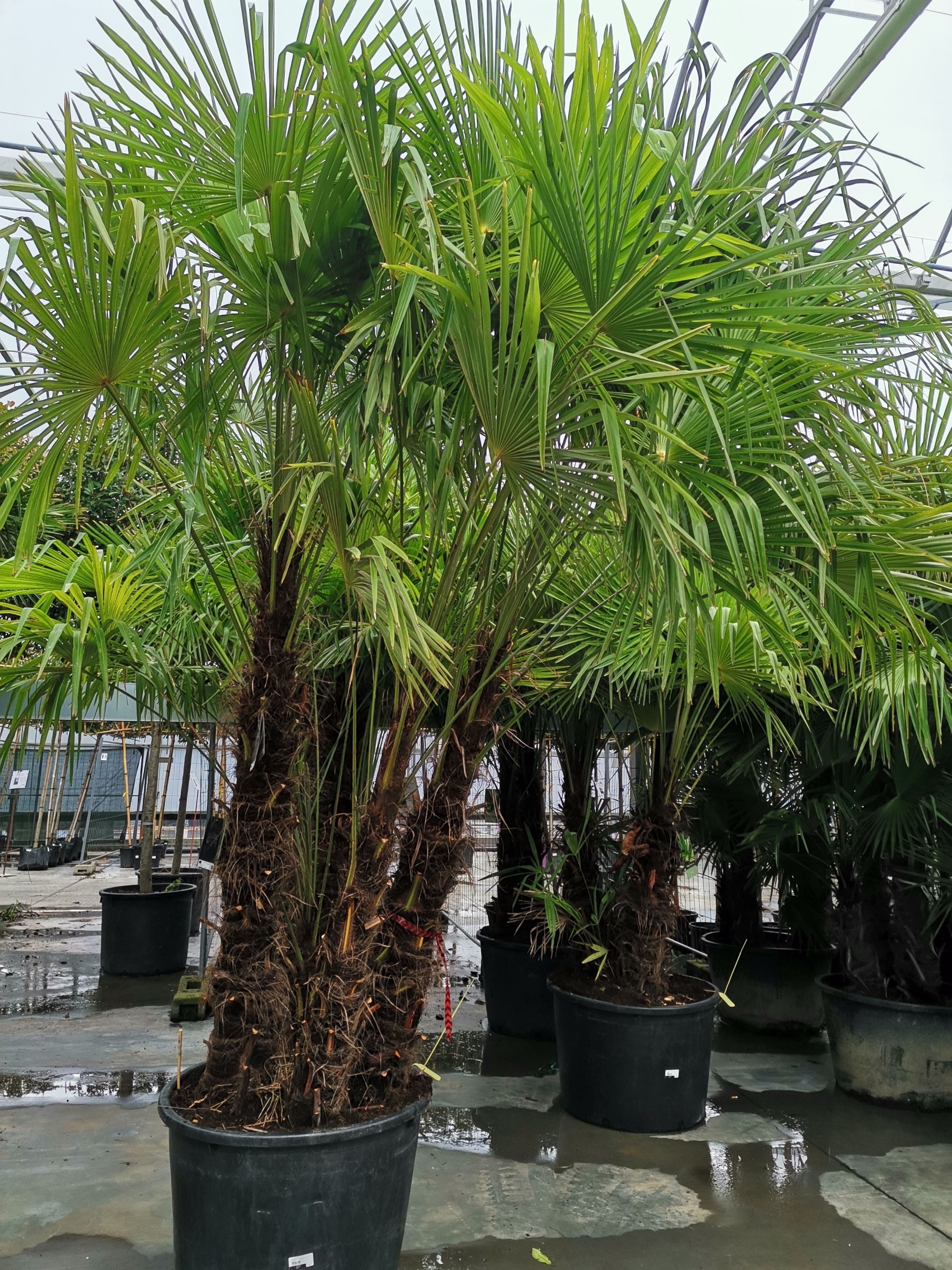 Trachycarpus fortunei, D 75