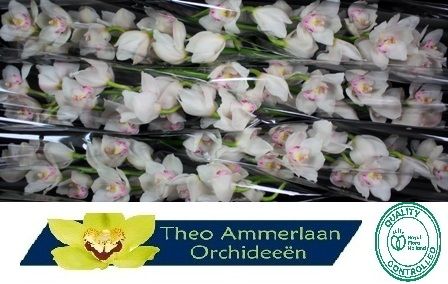 Цимбидиум Килиманджаро 80 (бел.) x6, шт.