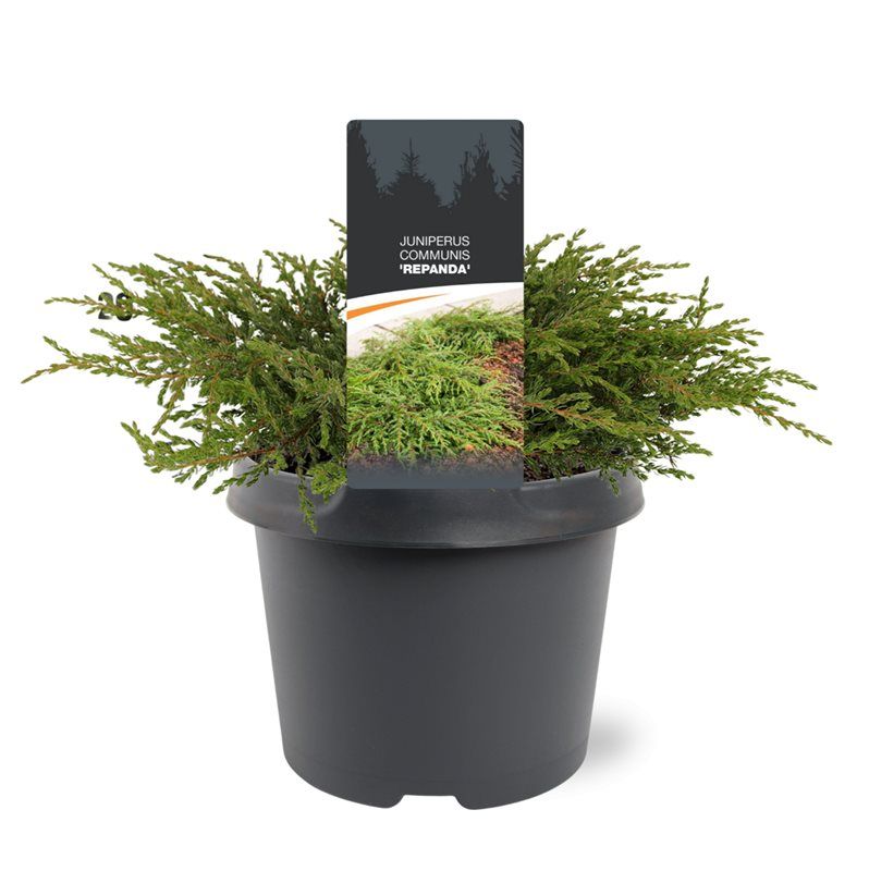 Juniperus communis 'Repanda', D 19