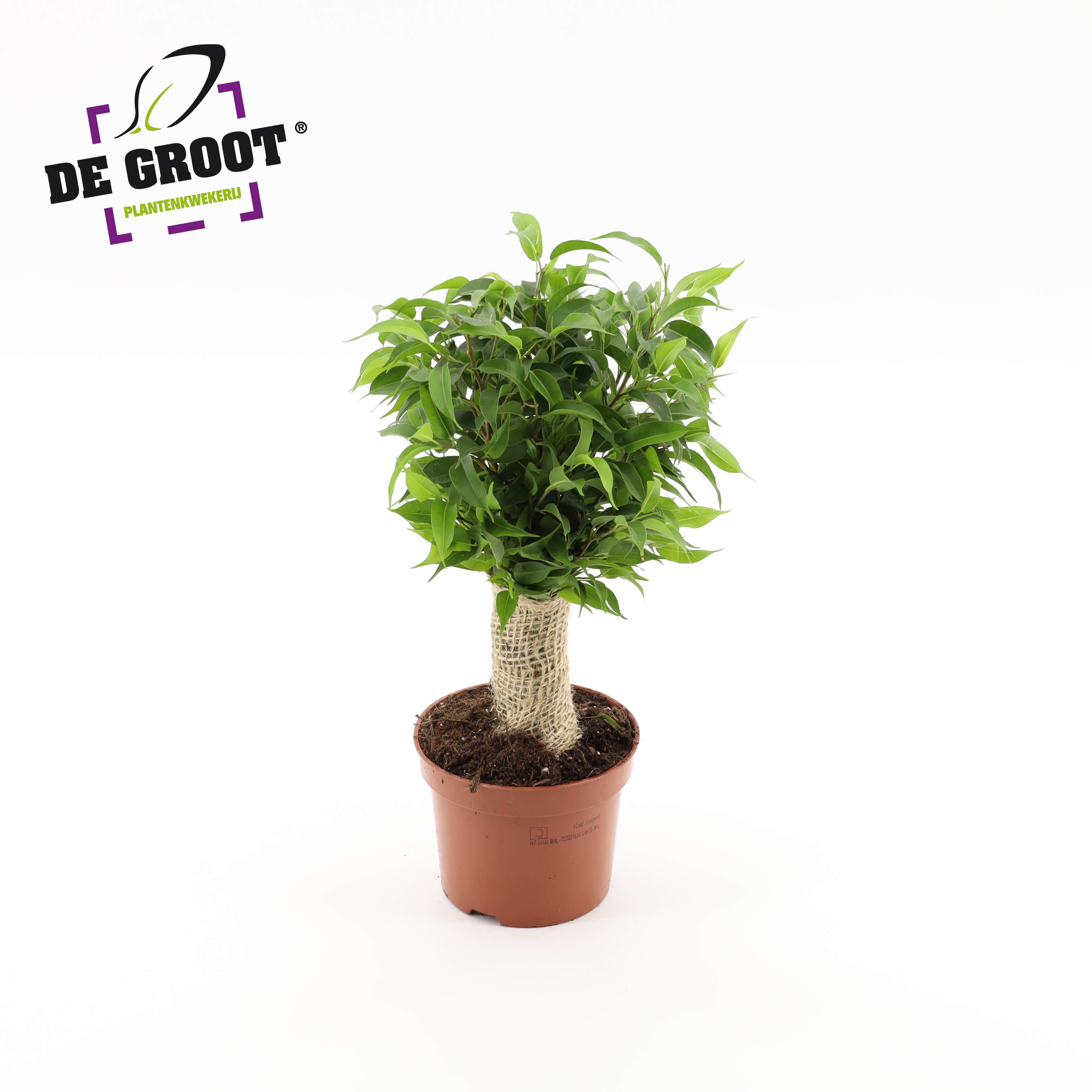 Ficus benjamina jute stam, D 12