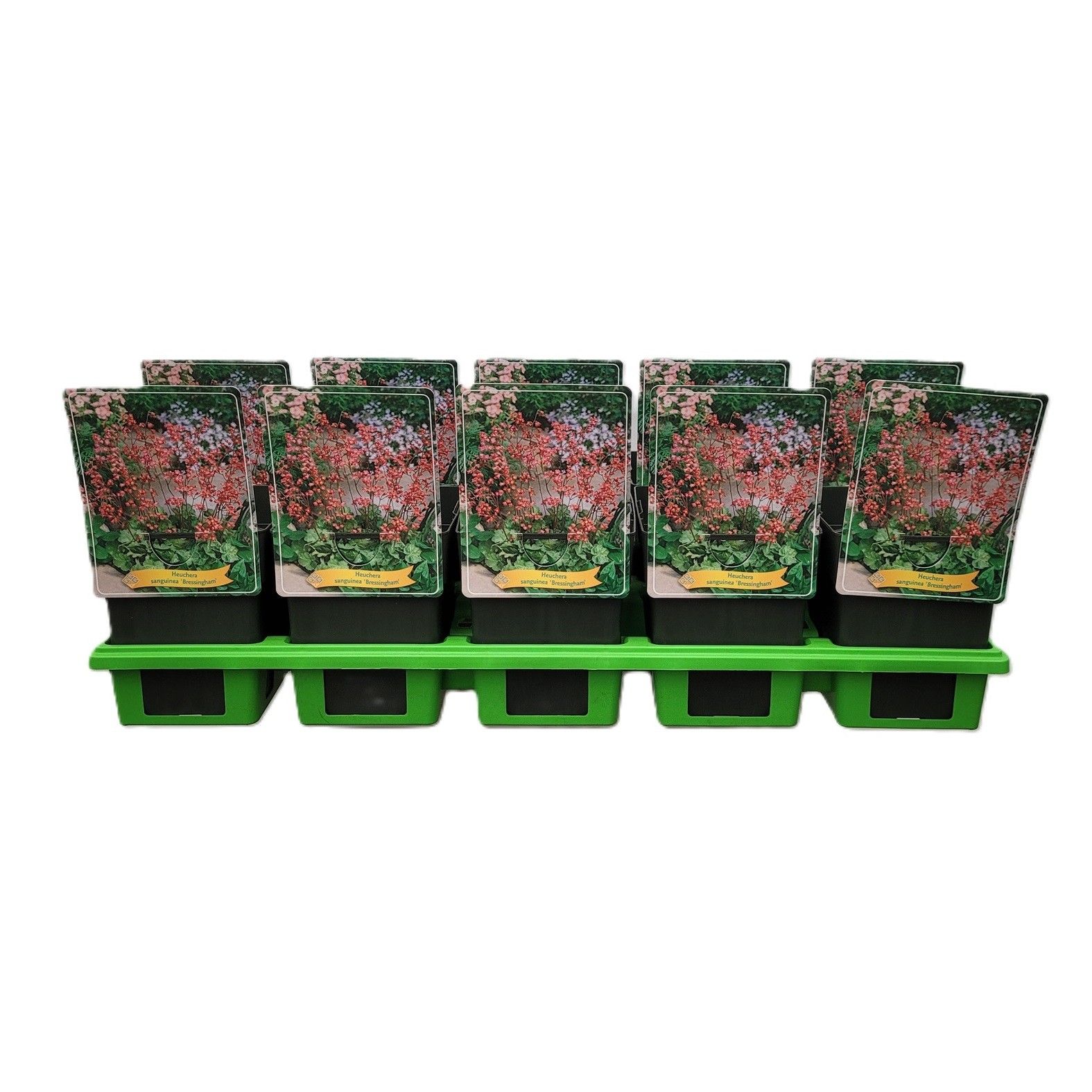 Heuchera sanguinea 'Bressingham' P11, D 11