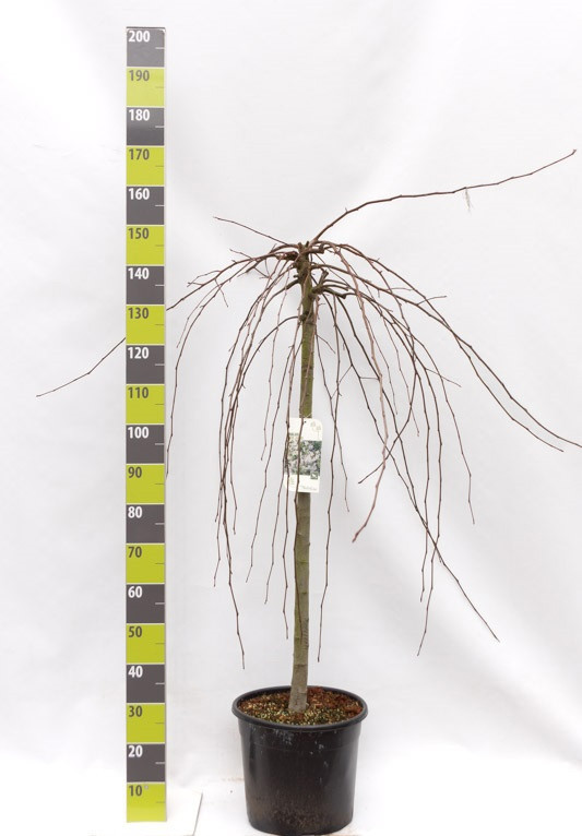 Malus 'Red Jade' C 20 120 ha, D 30