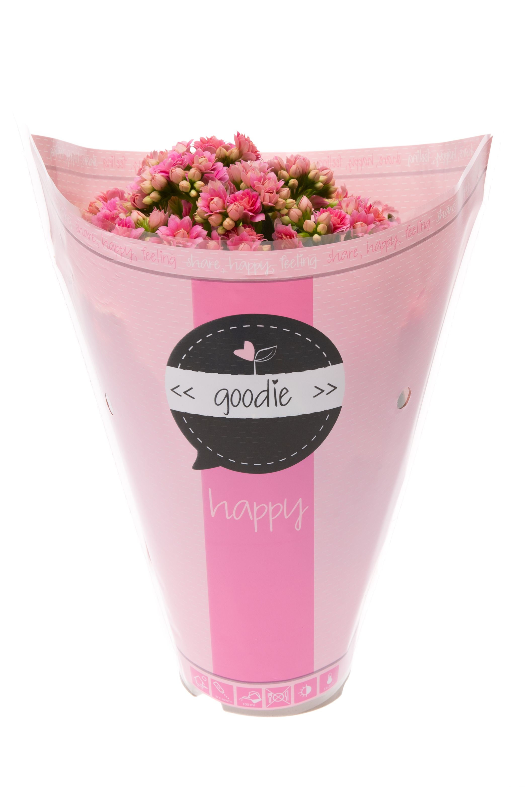 Kalanchoe dbl. Goodie Pink, D 10,5