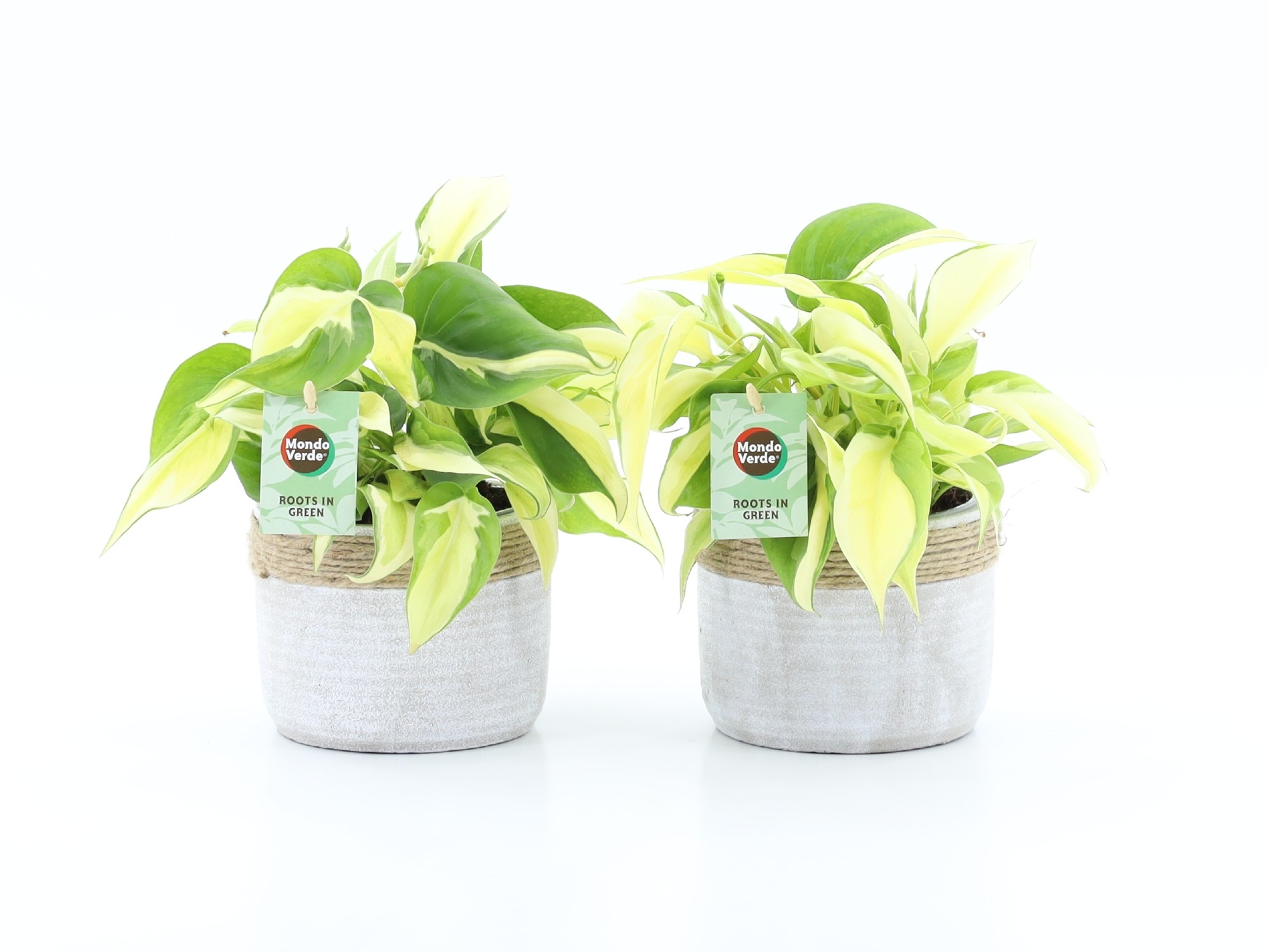 Philodendron scandens Rio in Sturdy keramiek, D 13