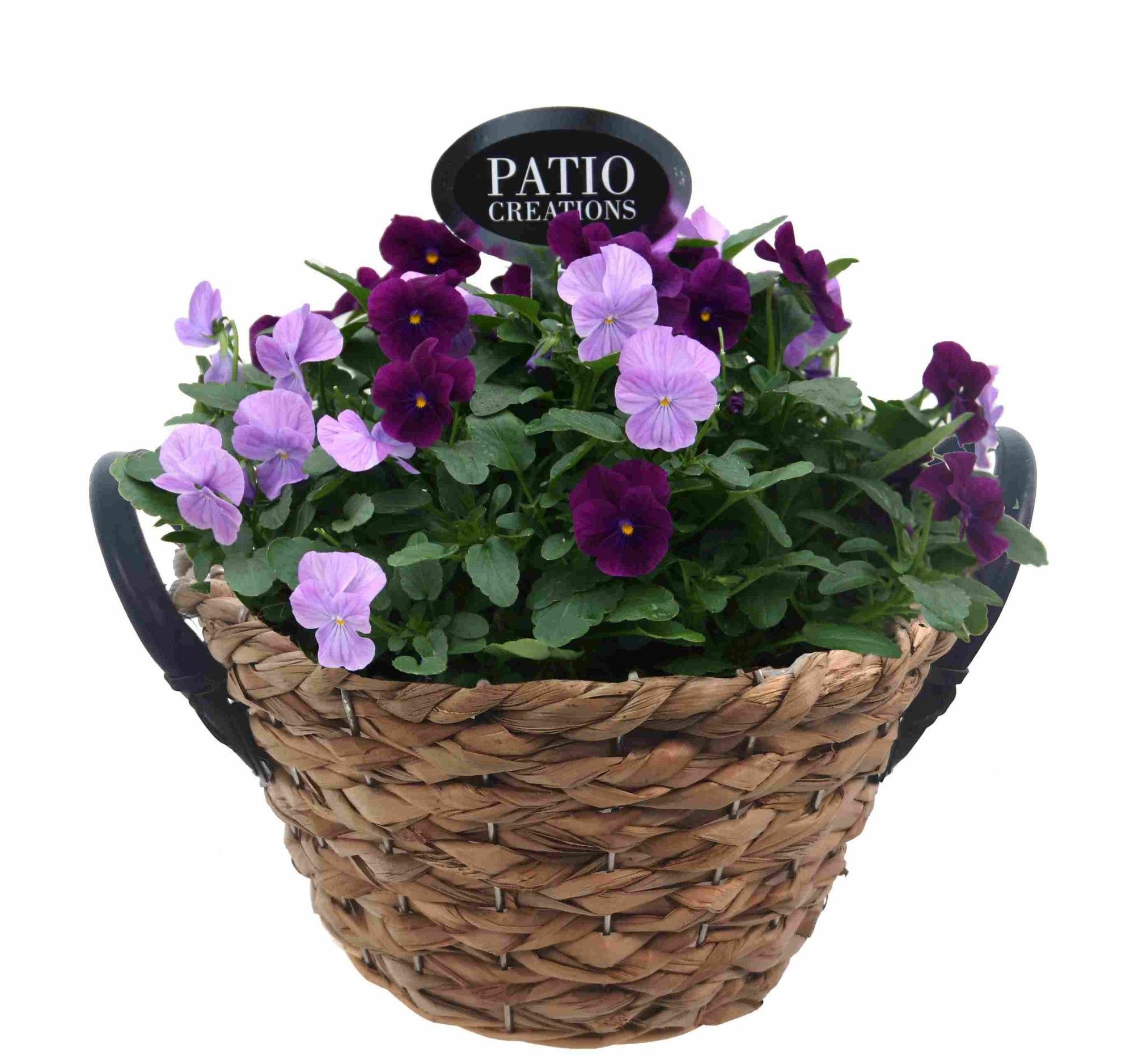 V731-9323 Viola mand zeegras leren oren, D 24