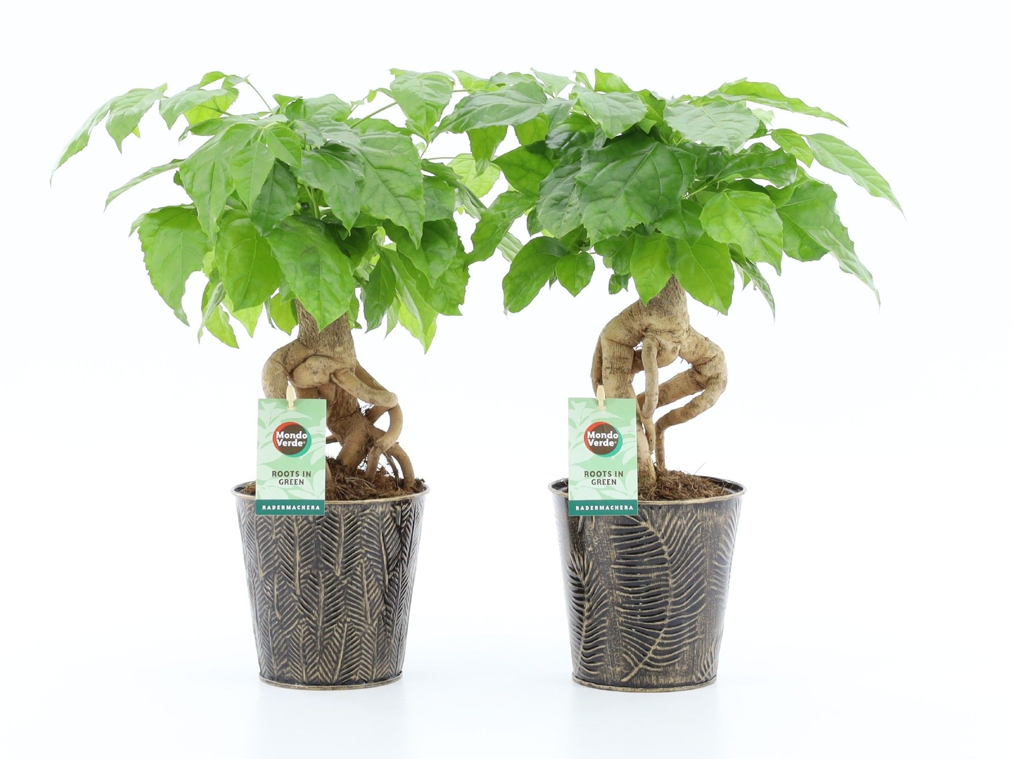 Radermachera Bonsai in Iron-Leaf, D 13