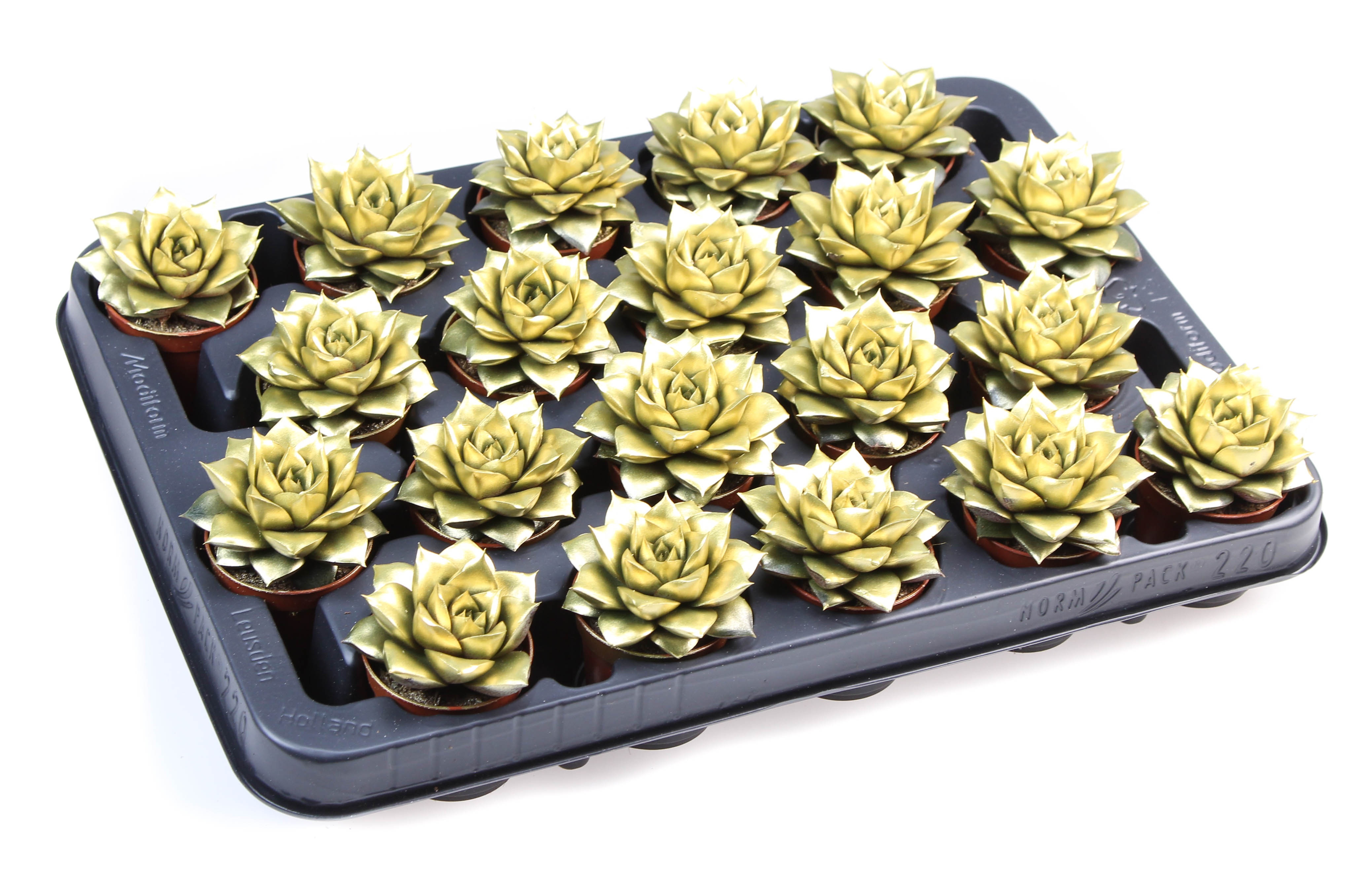 Rainbow purper gold, D 5,5