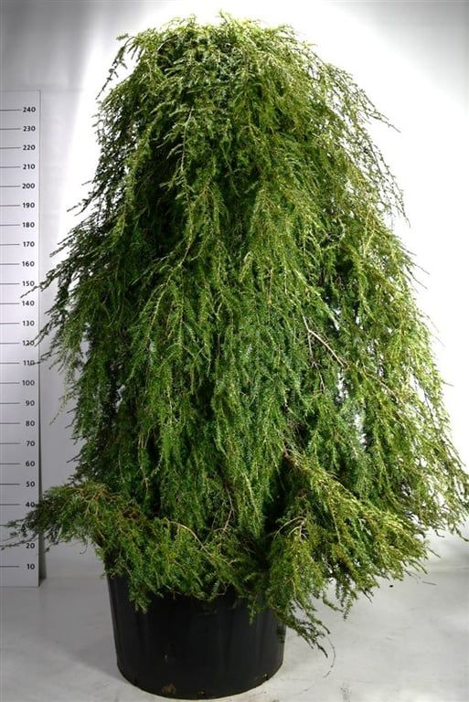 Tsuga can. 'Pendula', D 80