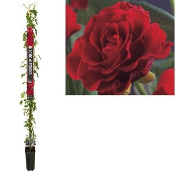 Rosa 'Paul's Scarlet Climber' +Long & strong label, D 23