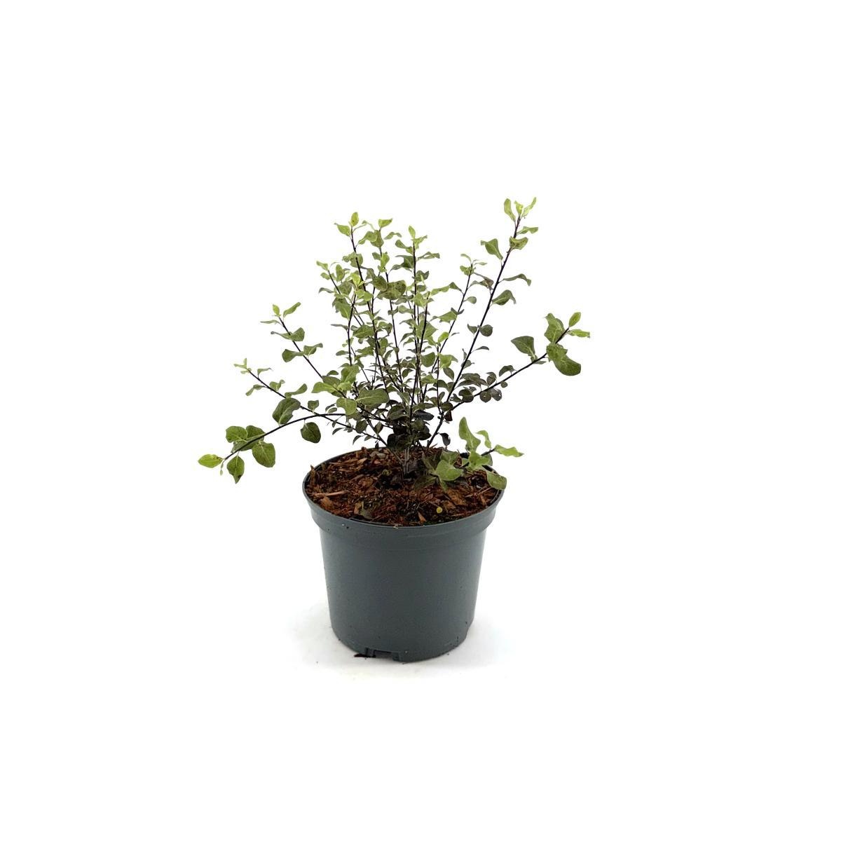 Pittosporum t. Dark Diva, D 17