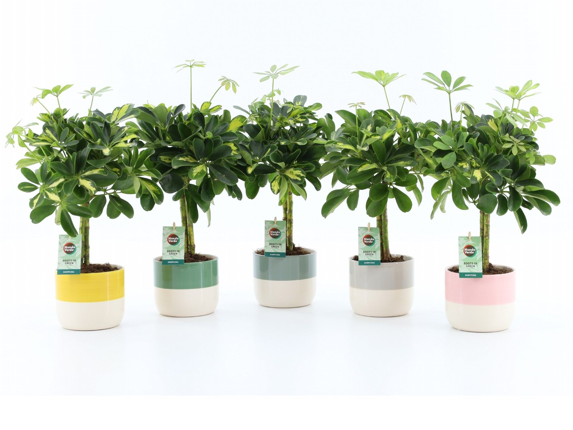 Schefflera Gold Capella in Two Tone keramiek, D 13