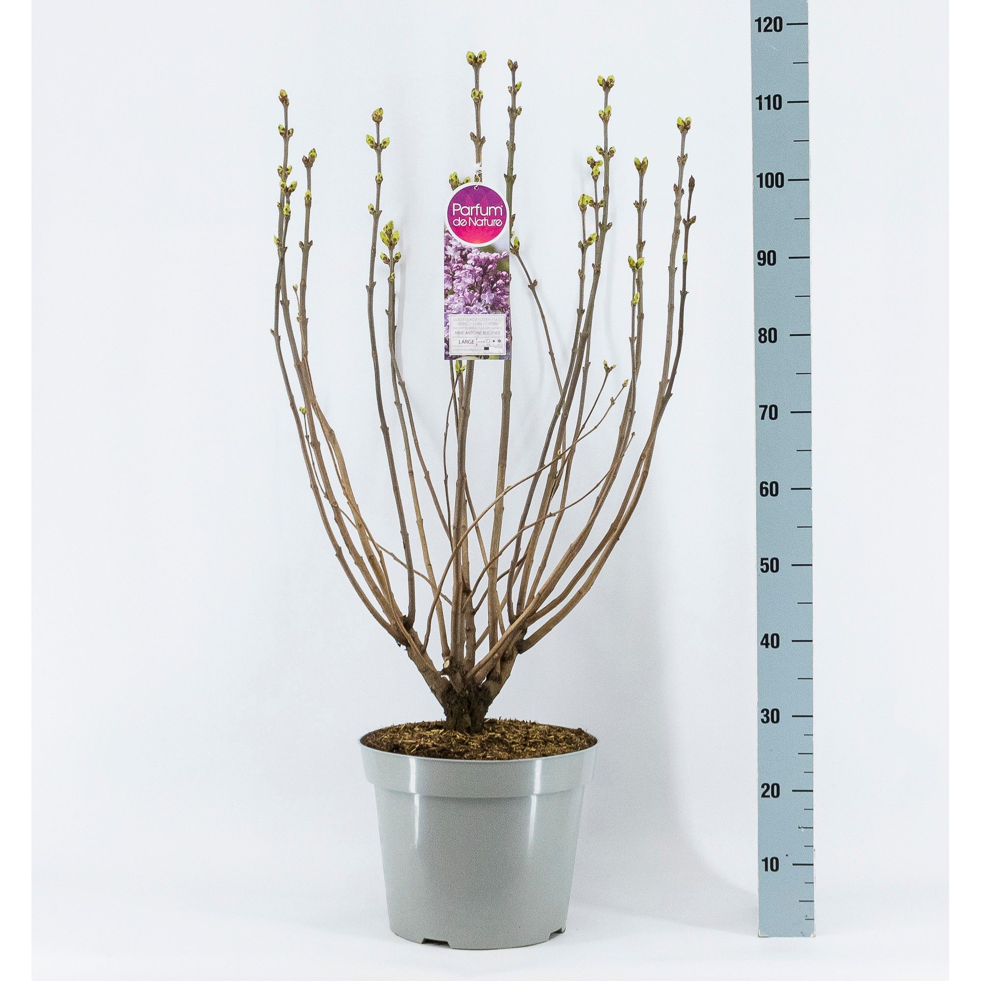 Syringa vul. Mme Antoine Buchner, 3-jarig, C15 Solitair, D 32