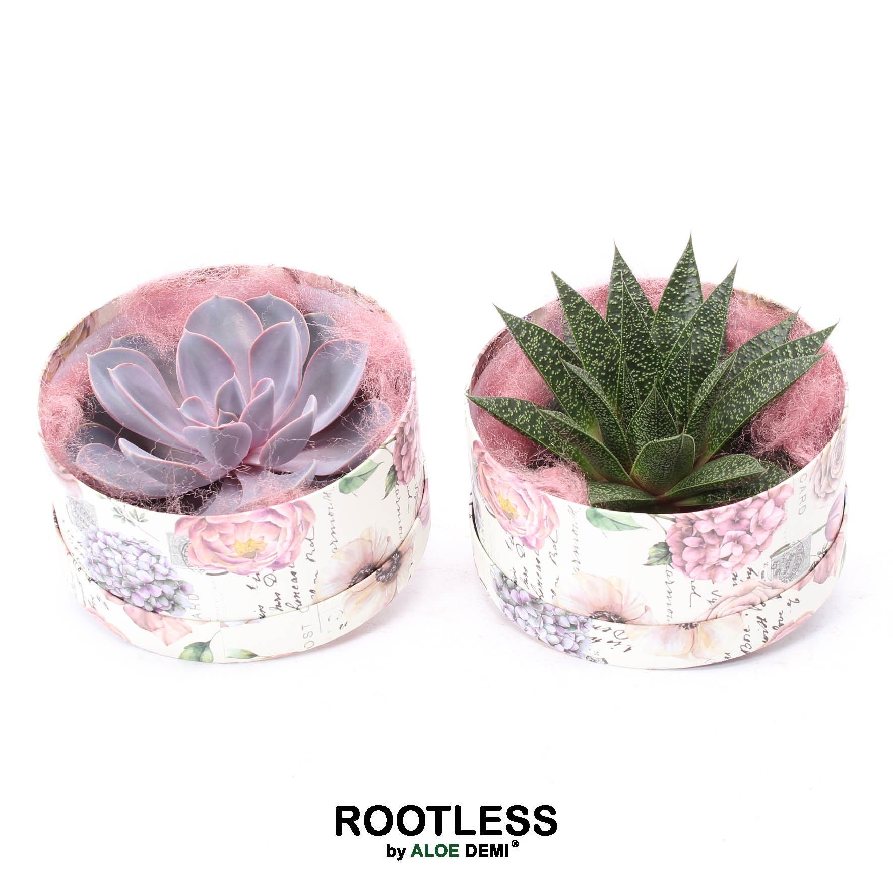 ROOTLESS Succulent, Love box, D 16