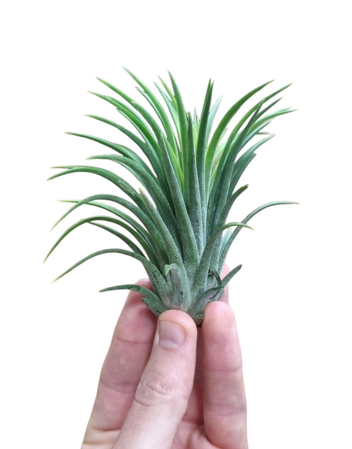 Tillandsia ionantha rubra green xxl, D 10