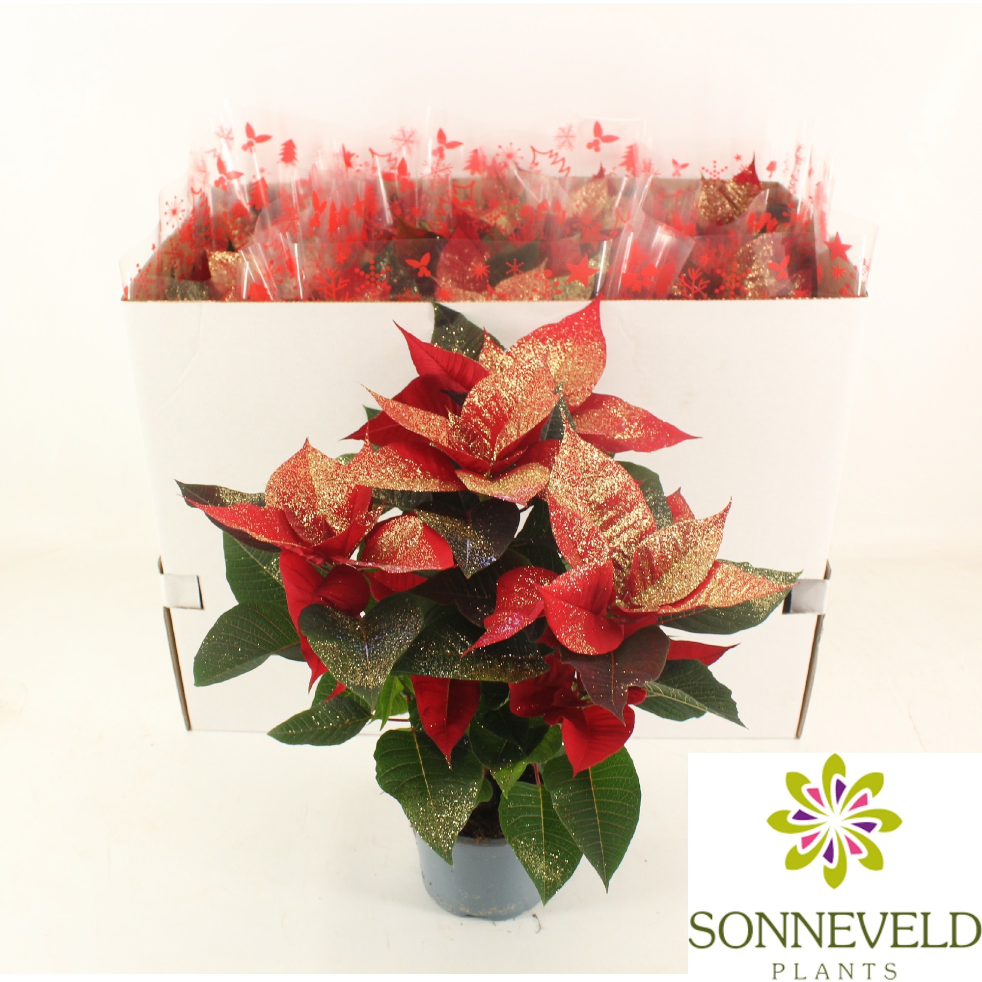 Poinsettia Christmas Feeling BIO Gold Glitter, D 13 cm