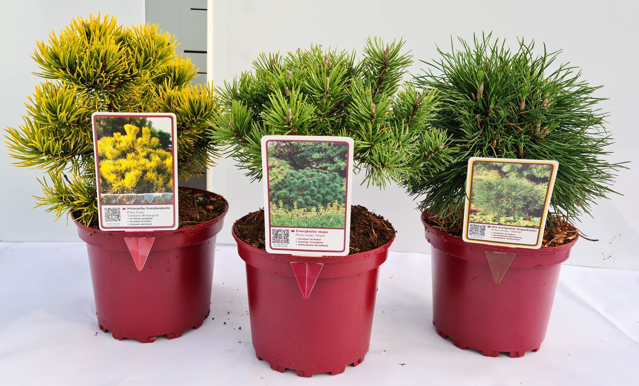 Pinus Mix C2 15-20, D 17