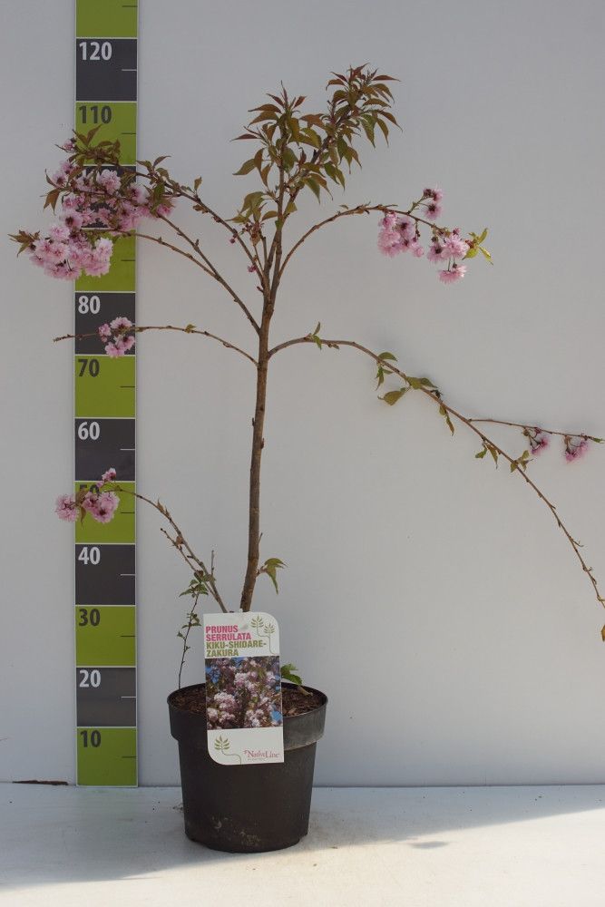 Prunus serrulata 'Kiku-shidare-zakura' C 7, D 27