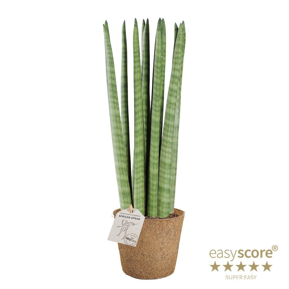 Sansevieria cylindrica Straight - COCOZ, D 14