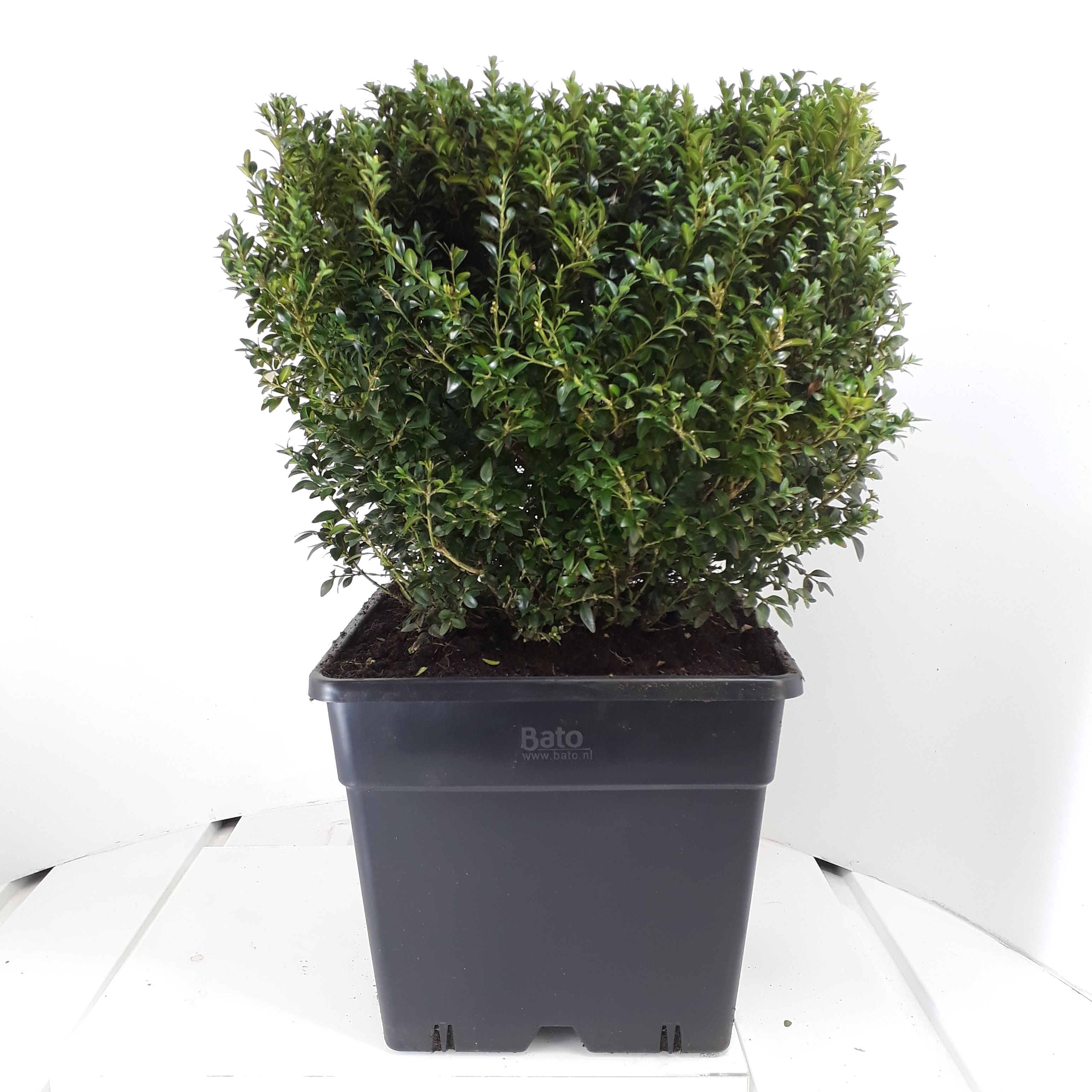 Buxus sempervirens Kubus 45cm, D 35