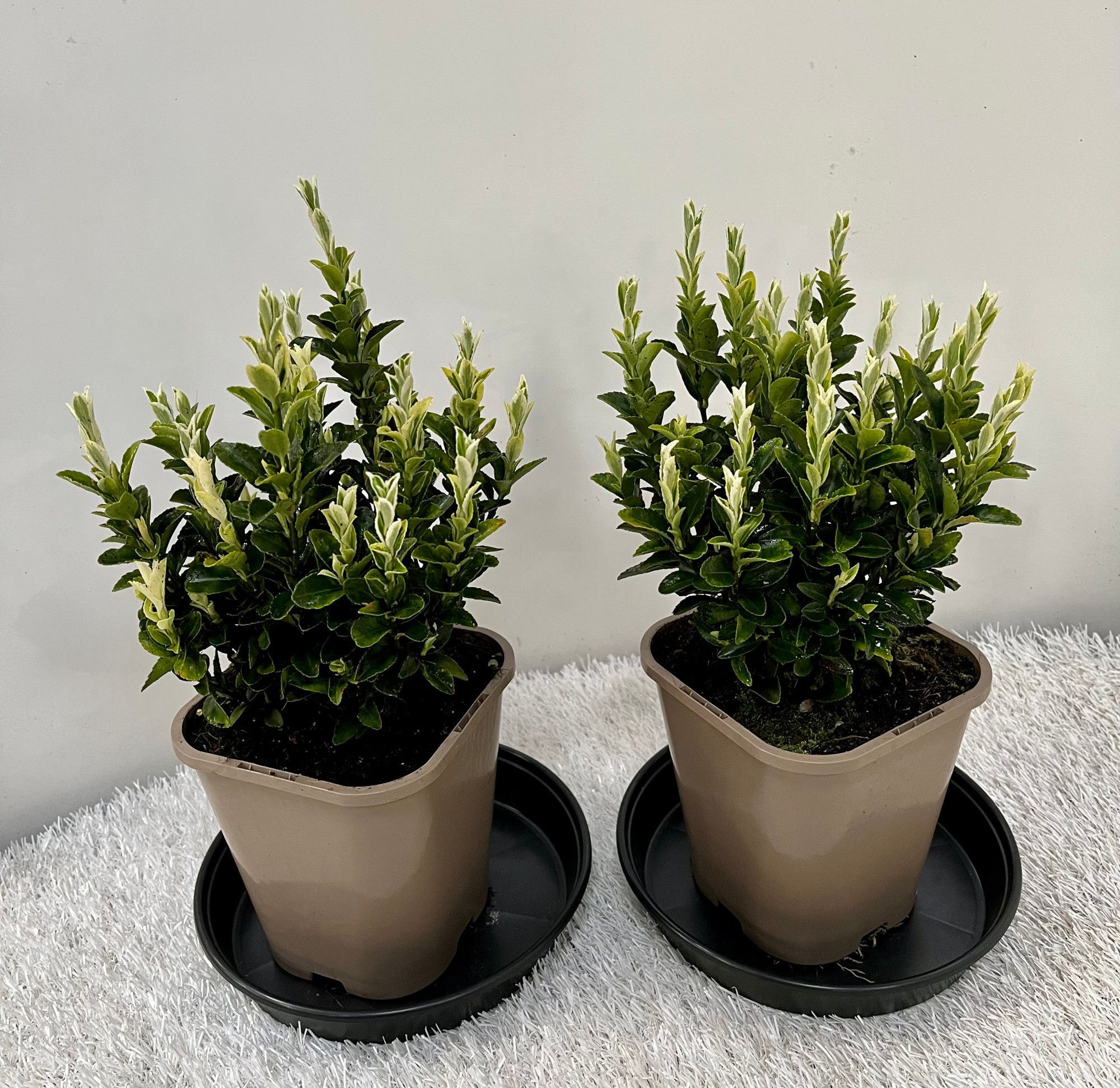 Euonymus Japonicus Francien, D 14