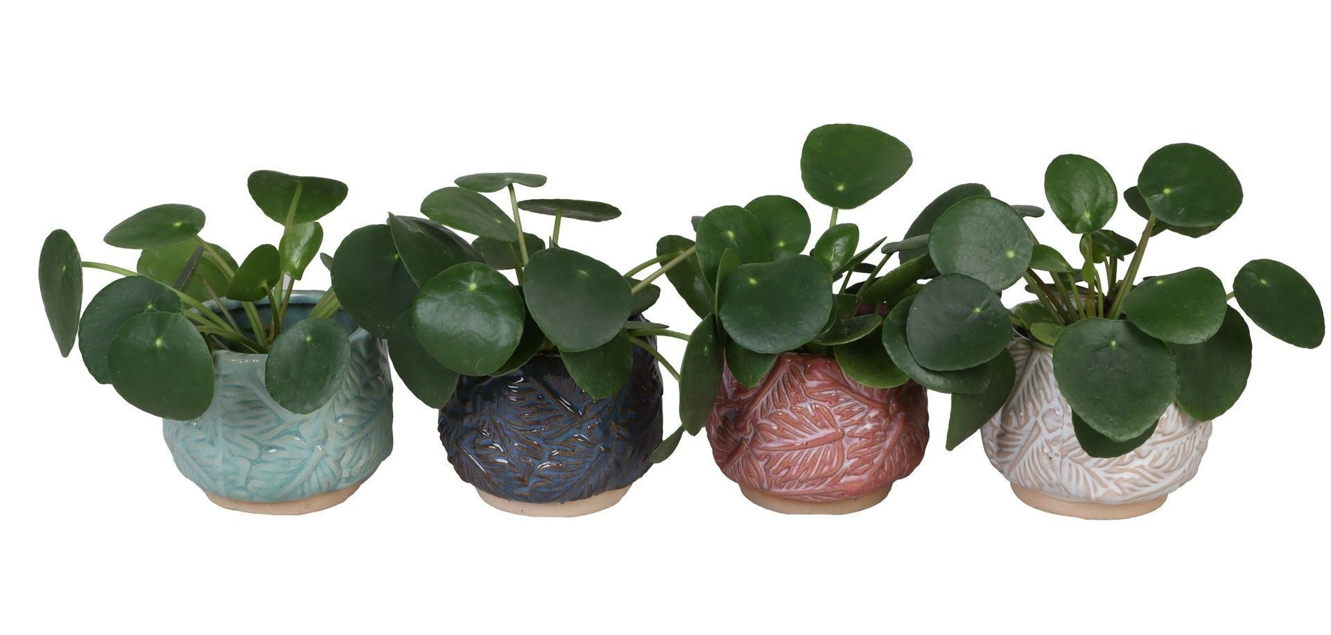 L 67144 With Pilea Peperomides 6 cm, D 6