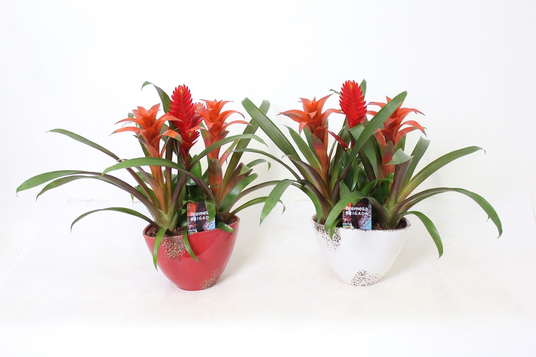 Bromelia in Old Red White Duo 3x, D 20