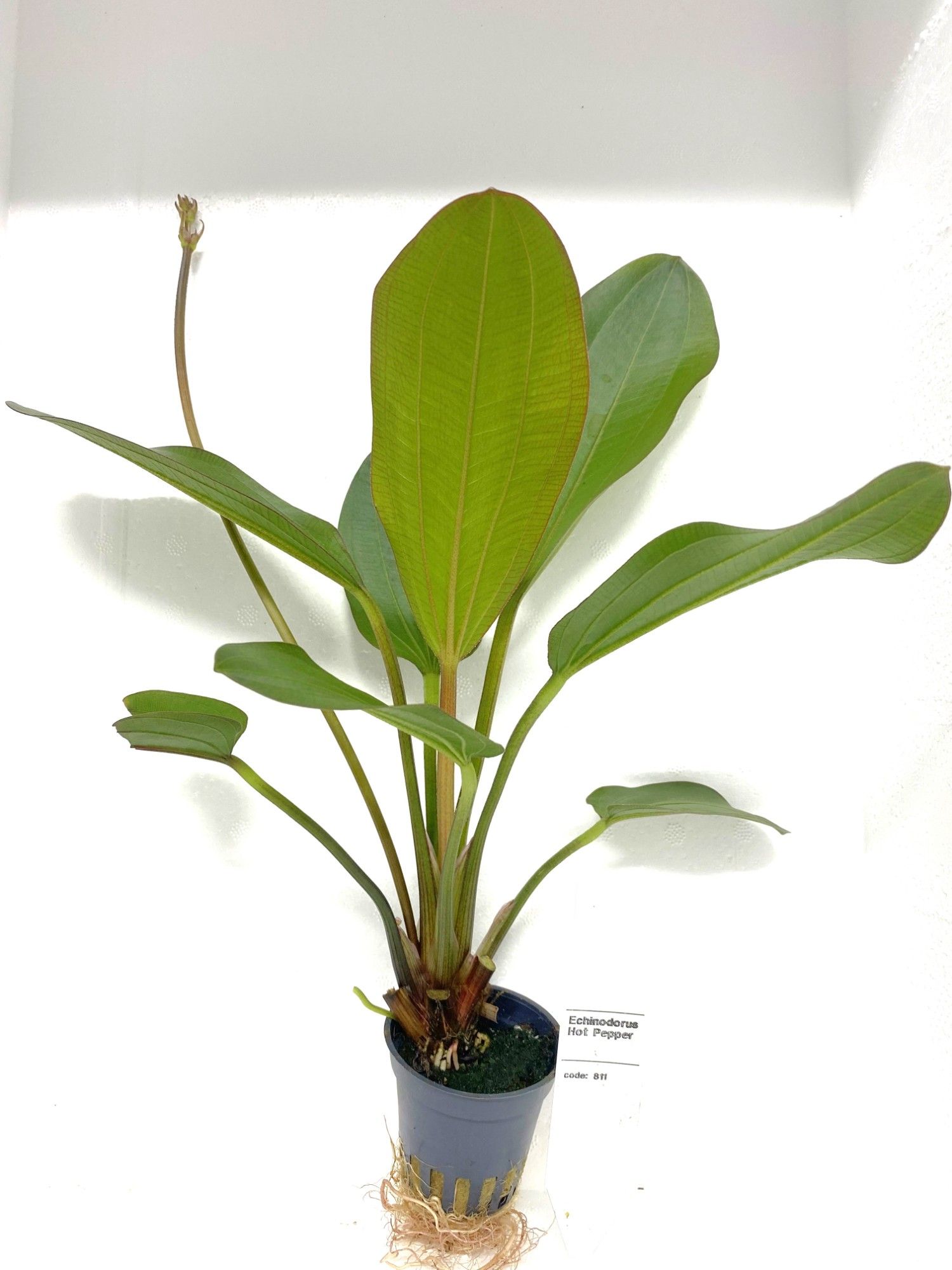 Echinodorus hot pepper, D 5