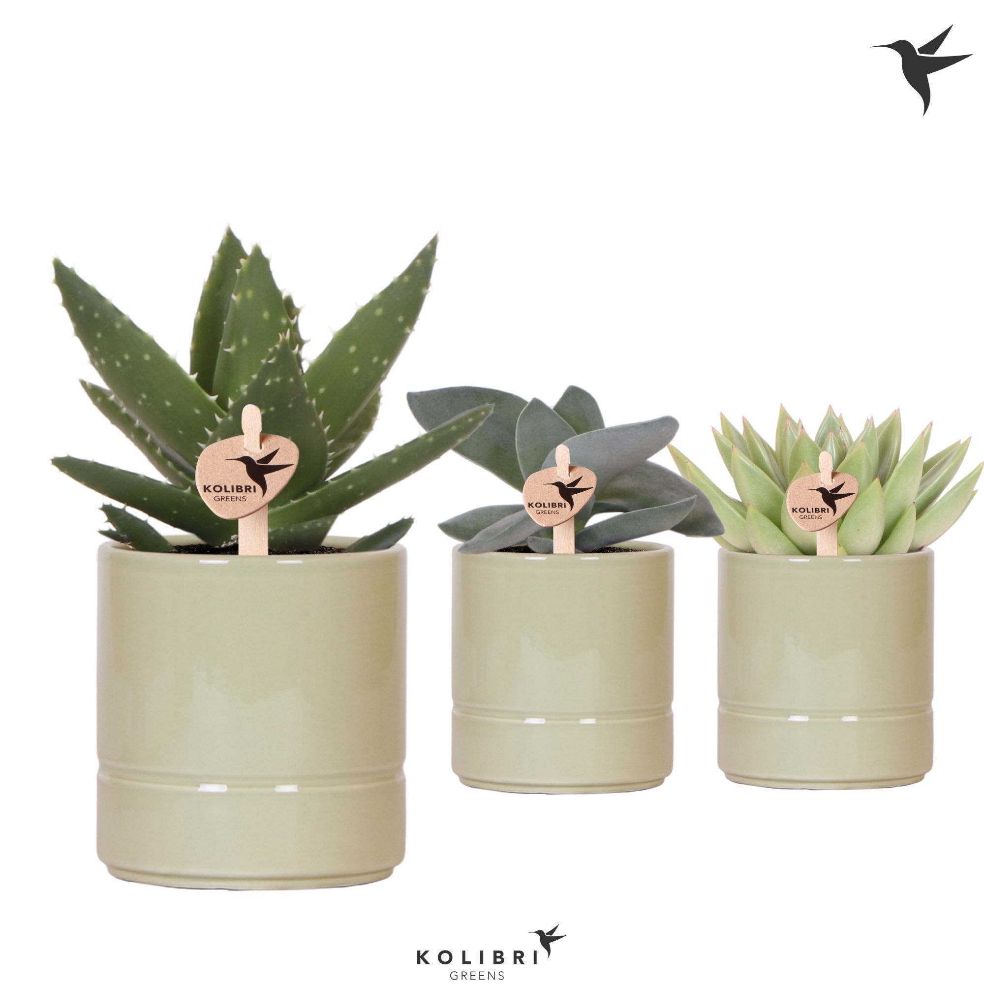 Kolibri Greens Succulenten mix in Pastel pot green, D 9