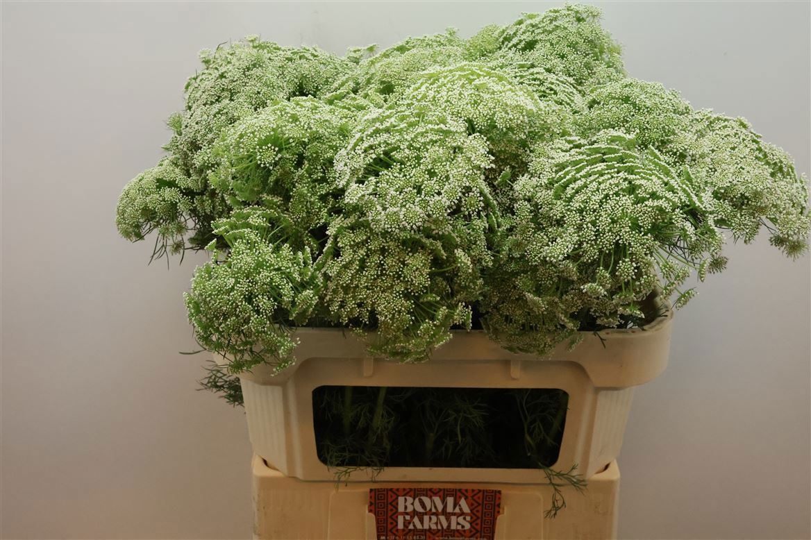 Амми Виснага Касабланка 70 (бел.), шт.