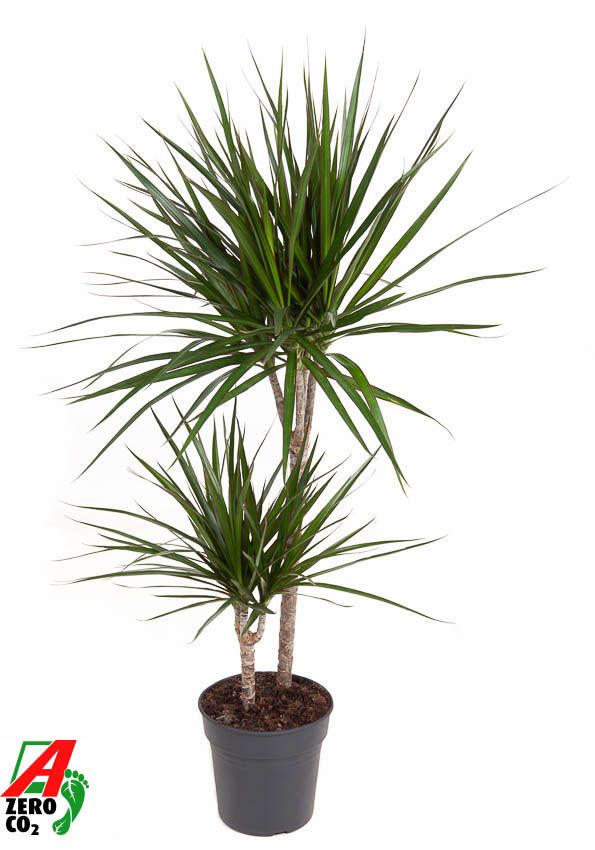 Dracaena Marginata 45-15, D 19
