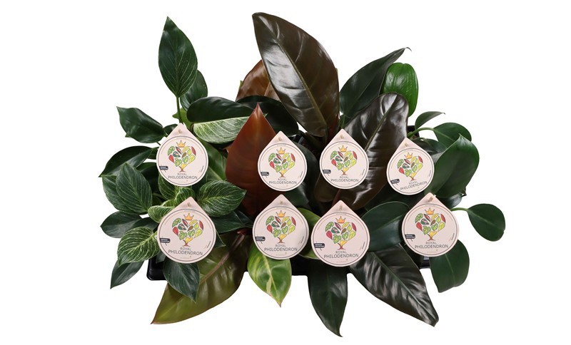 PHILODENDRON SELLOUM 'Mix', D 12