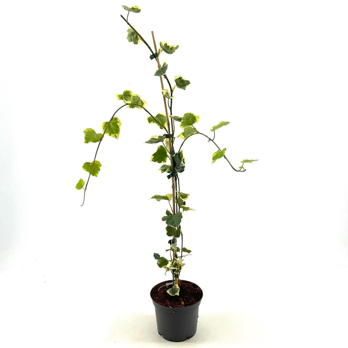 Hedera colchica 'Dentata Variegata', D 17