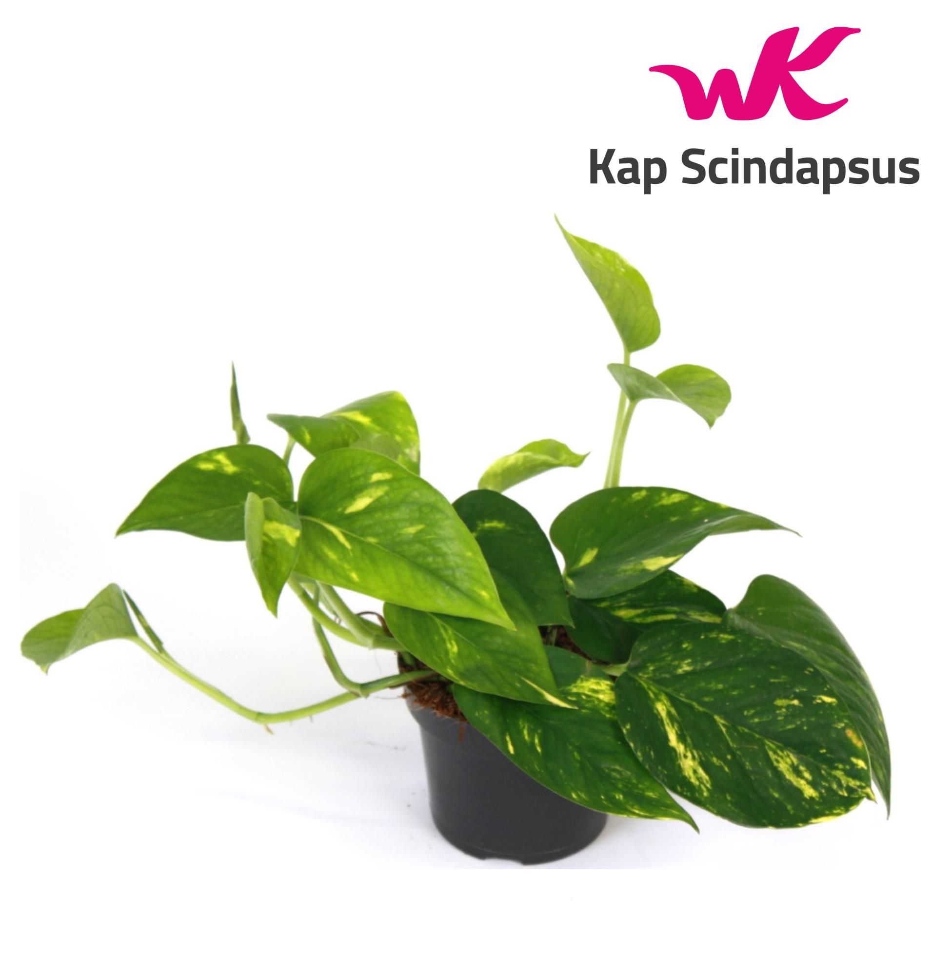 Scindapsus (Epipremnum) Aureum, D 12