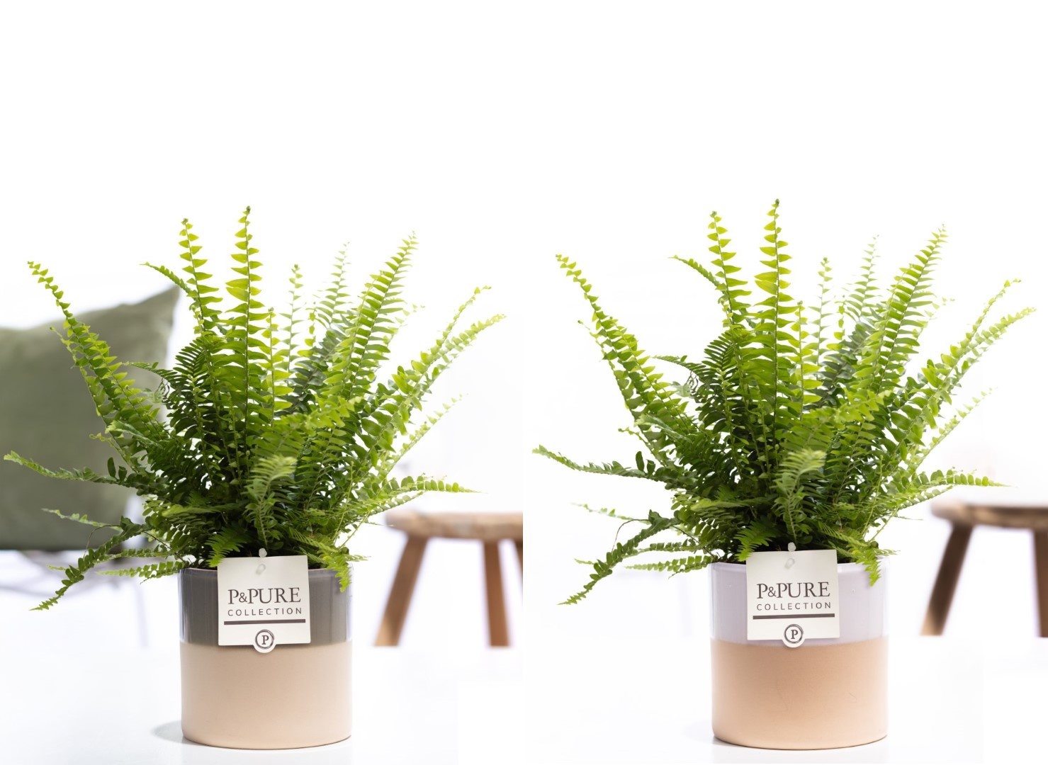 Nephrolepis Green Lady in P&PURE Tess 2 cer. ass.3, D 12