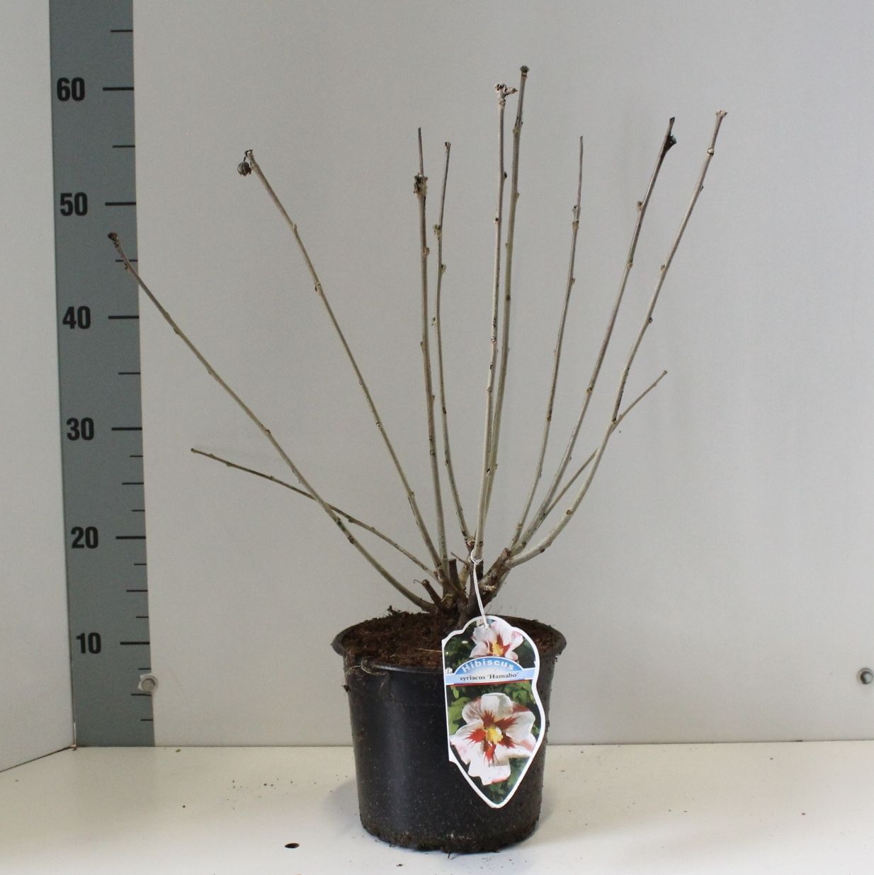 Hibiscus syr. 'Hamabo', D 19