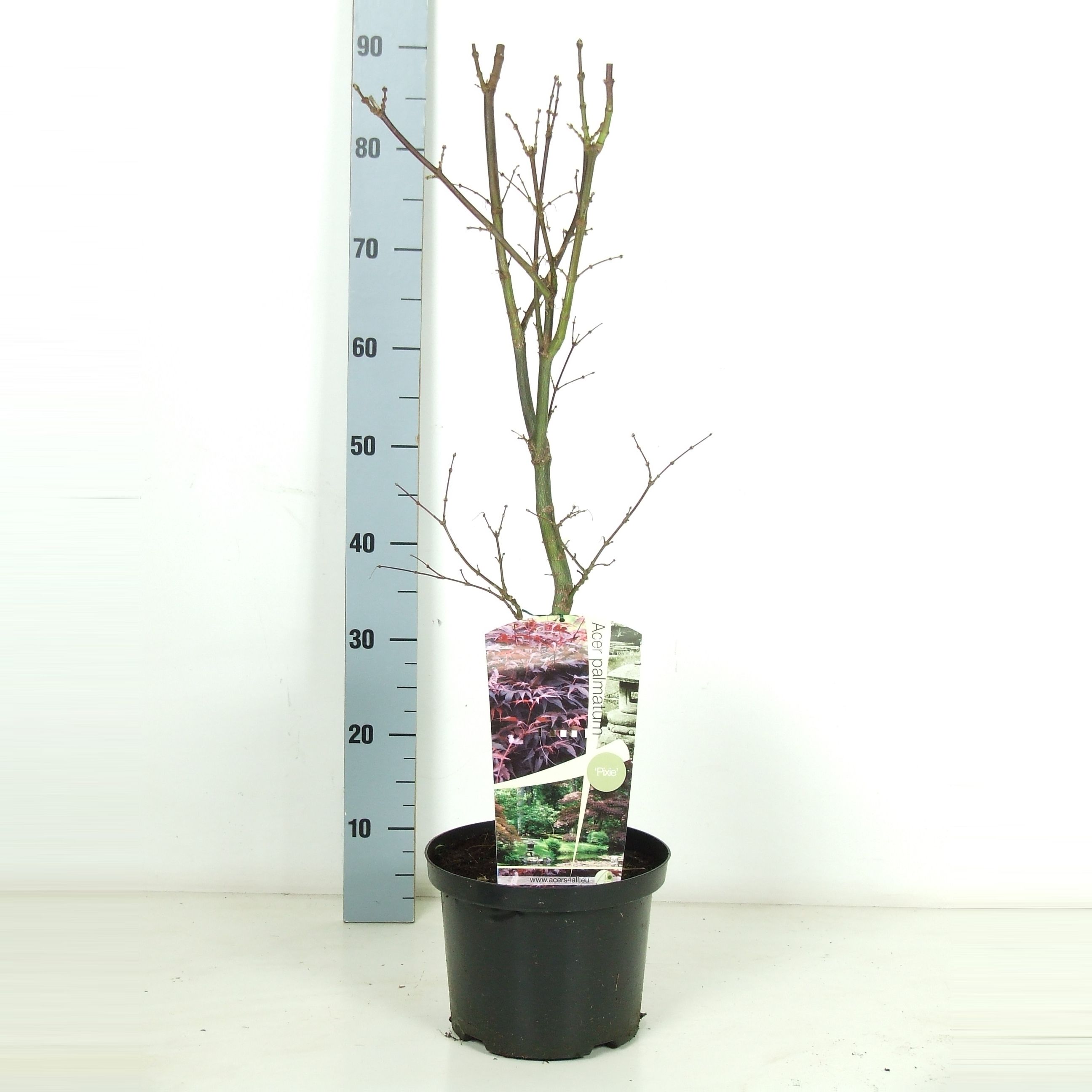 Acer palmatum 'Pixie' P23 Full CC, D 23