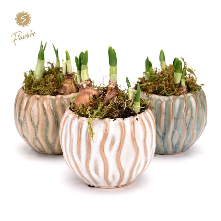 (1625) Narcissus Squiggle pot [M] 1PP Mos, D 9