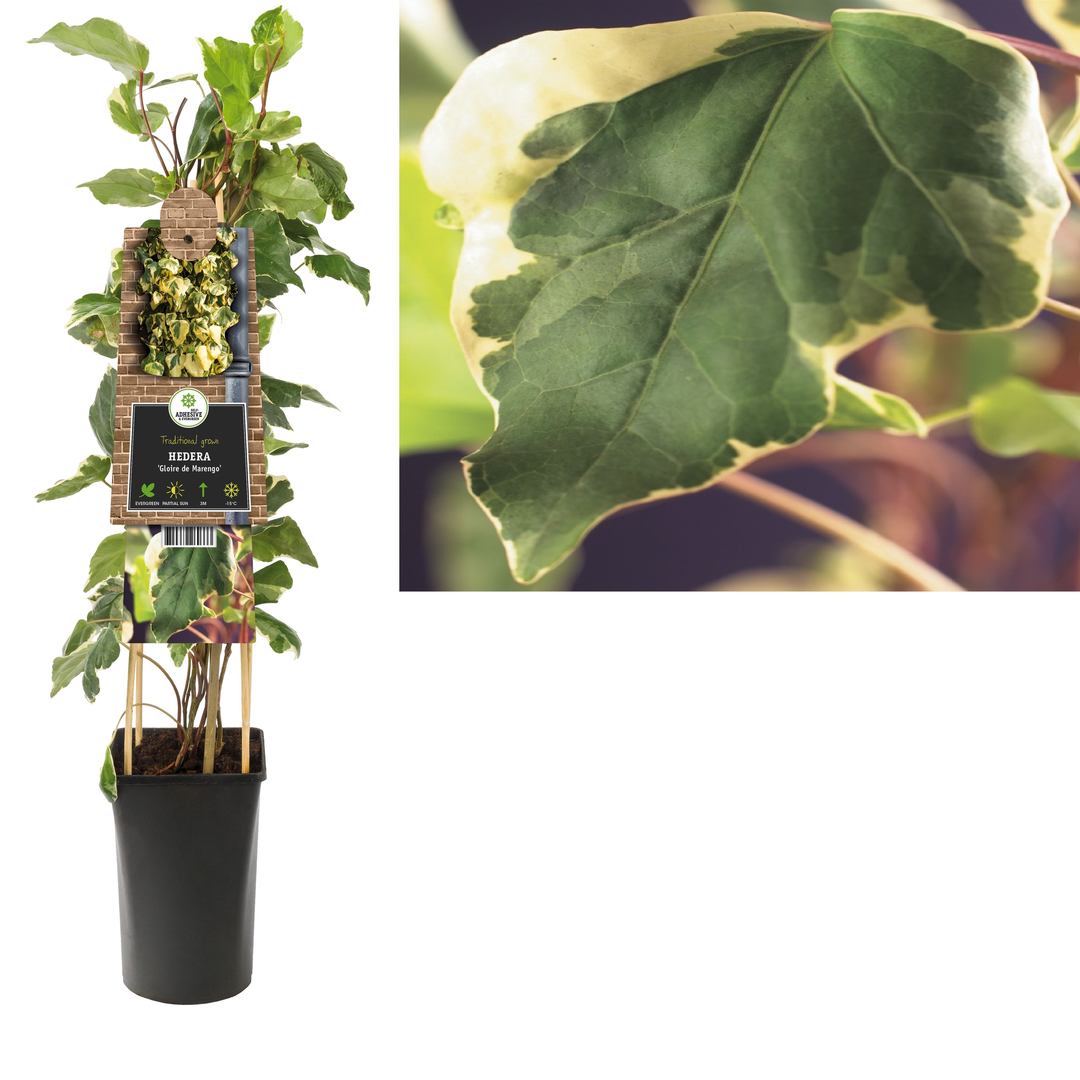 Hedera 'Gloire de Marengo' +3.0 label, D 17