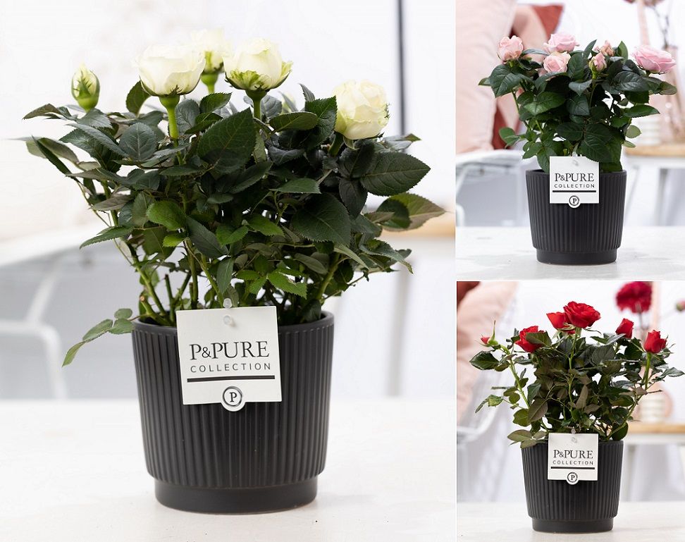 Rosa gemengd in P&PURE Liv ceramics matt black, D 12