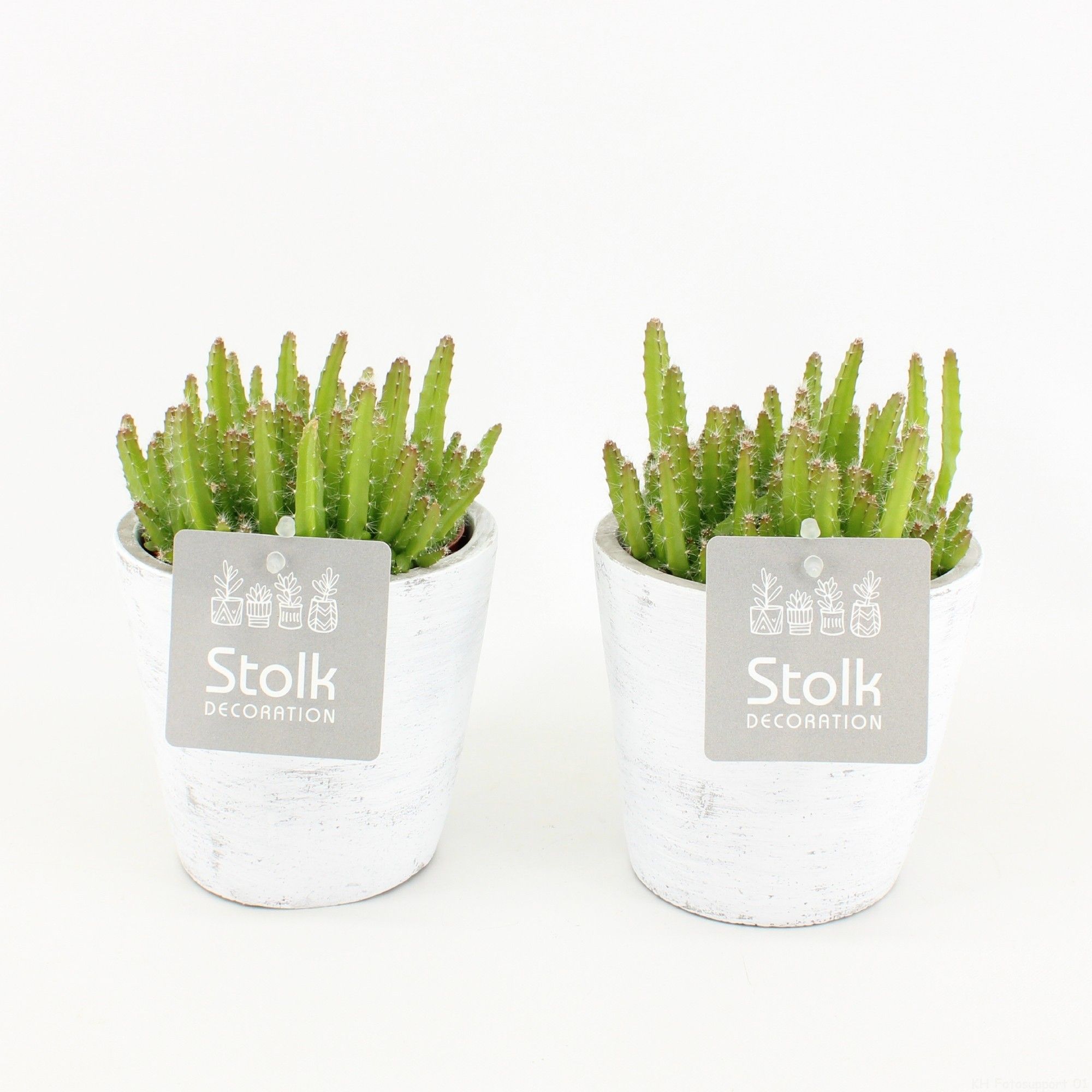 Hylocereus Undatus 10,5 in White Wash pot, D 11