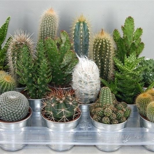314 cactus in zinken pot 6,5 cm, D 7,5