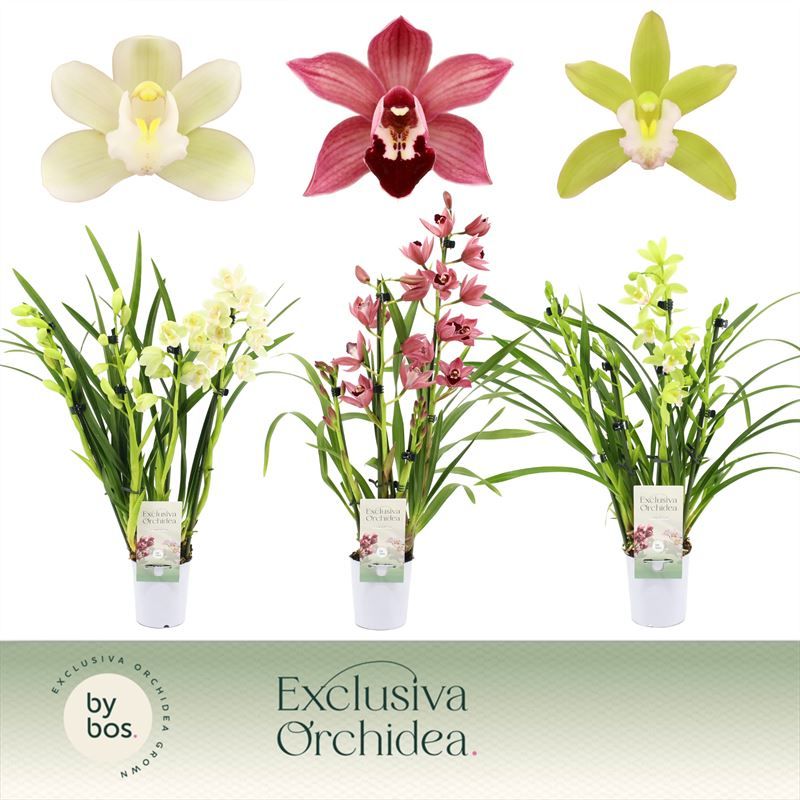 Cymbidium p09 mix 5+T, D 9