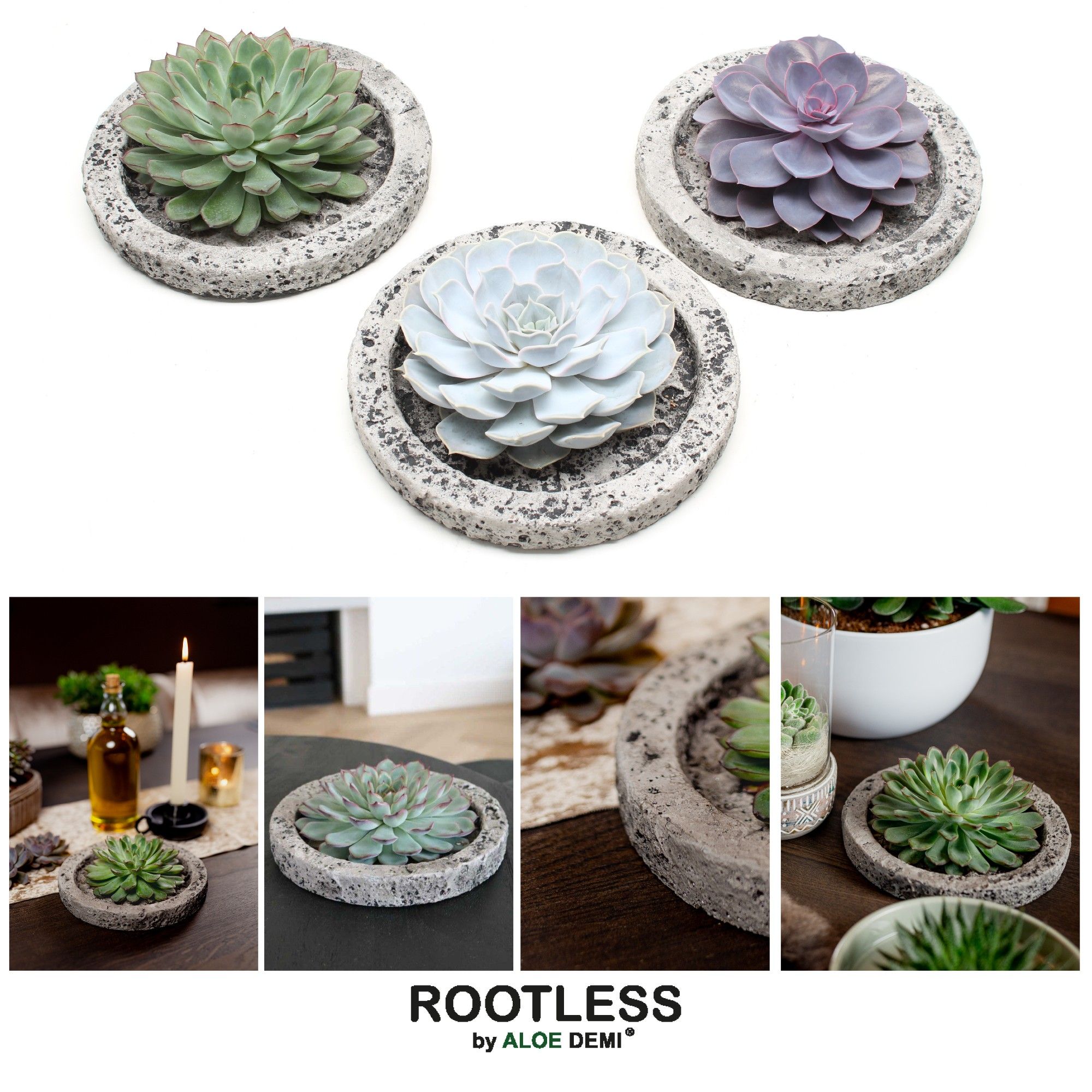 ROOTLESS Echeveria, Koala bowl, D 20 cm