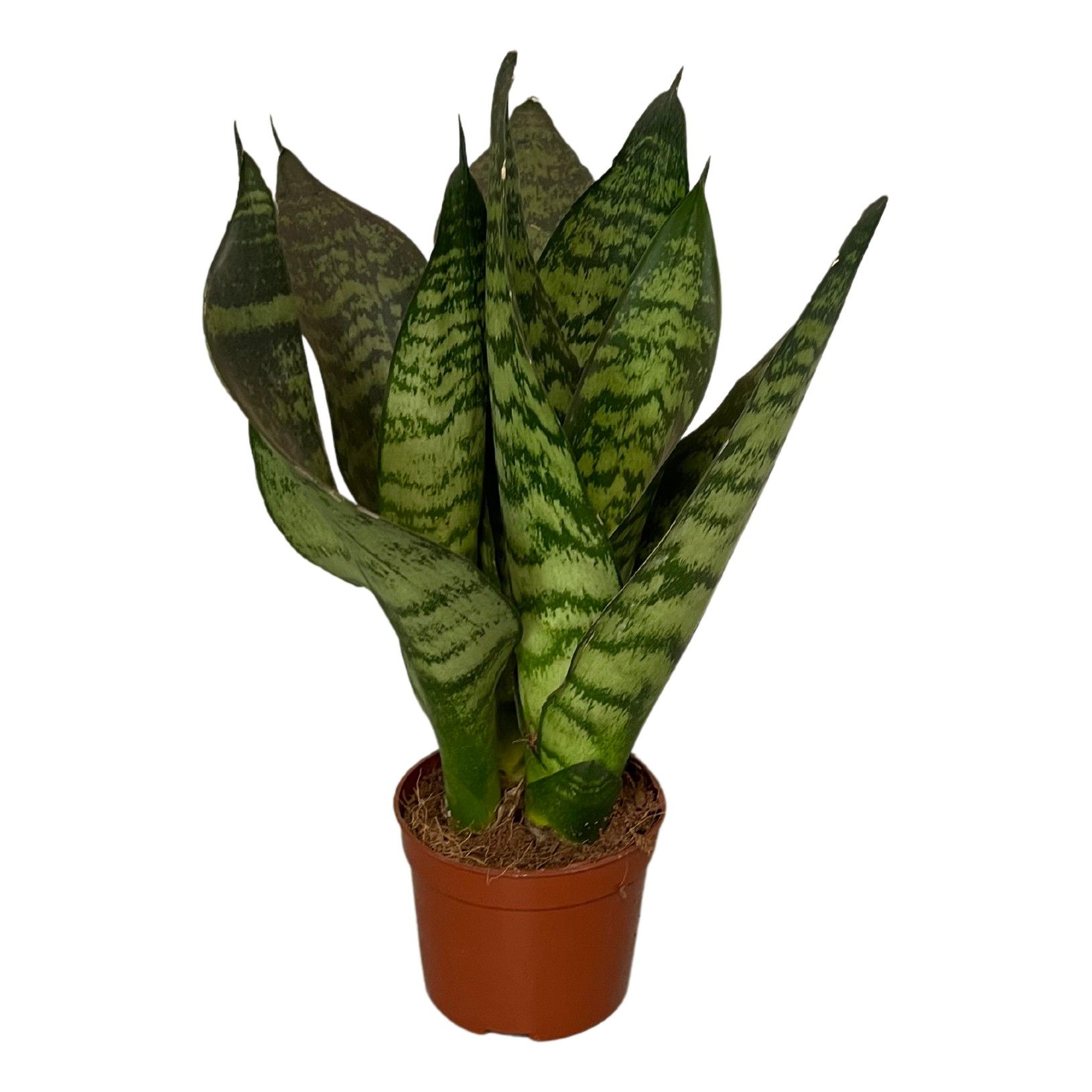 sansevieria zeylanica 3pp, D 9