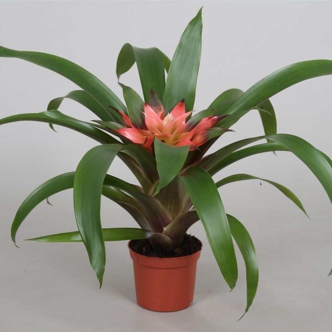 Guzmania Elise, D 9