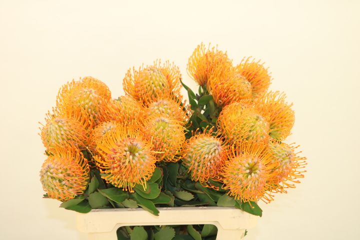 Нутанс Солейл 60, шт.