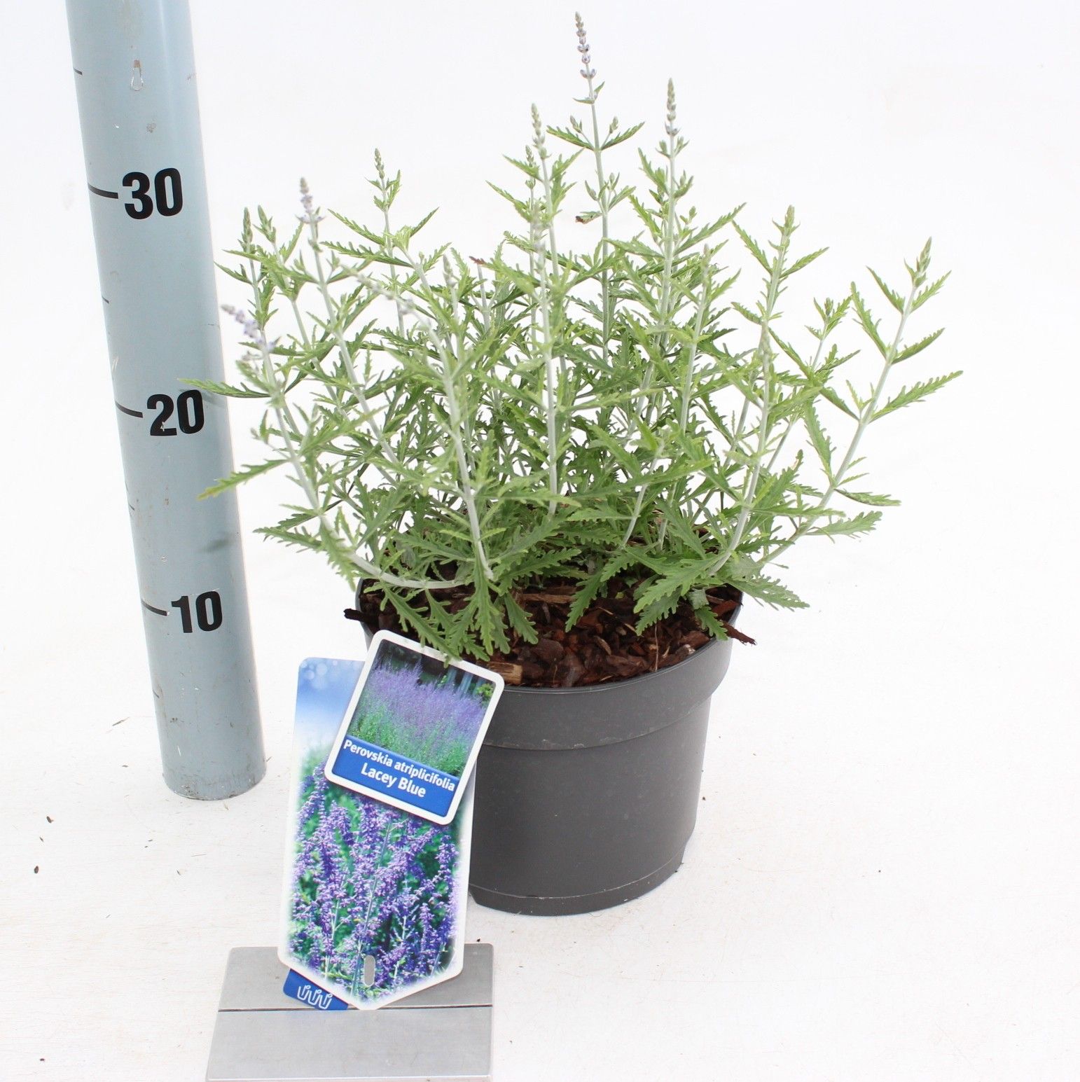 Perovskia atriplicifolia Lacey Blue ('Lisslitt'PBR), D 17